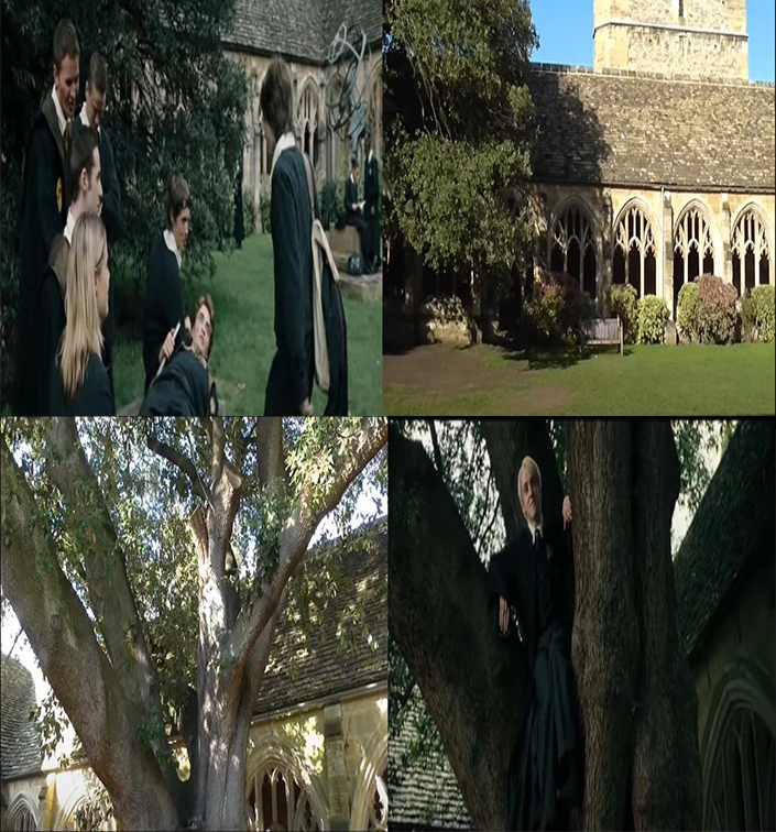 Harry potter tree oxfrod